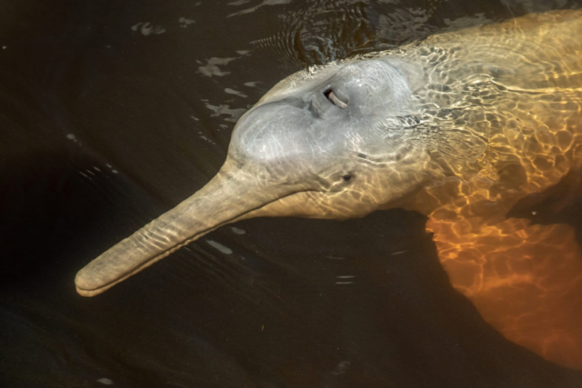 El tráfico ilegal que está matando a los delfines rosados en la Amazonía ecuatoriana