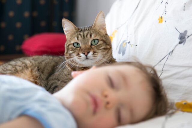 Los gatos también pueden ser terapeutas: estudio revela beneficios para niños con discapacidades del desarrollo